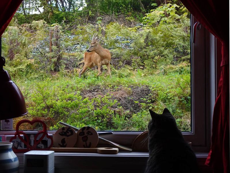 In Real Time Reality Show for Cats 