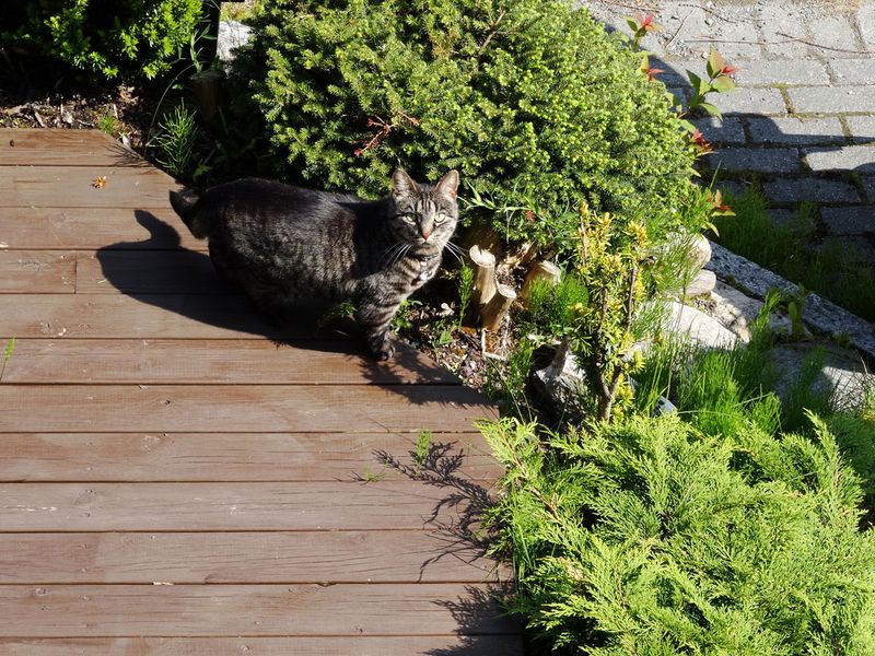 I, The Cat