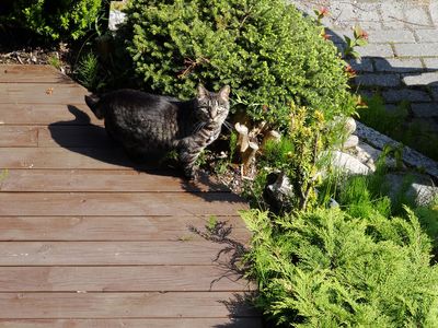 I, The Cat