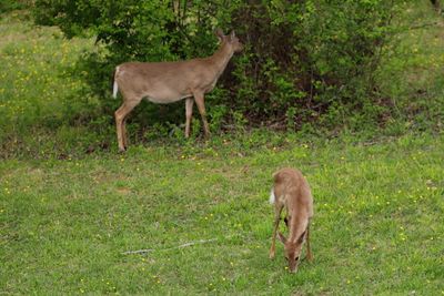 IMG_3684.JPG