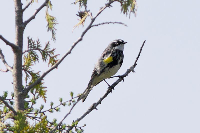 Yellow-rumped Warbler