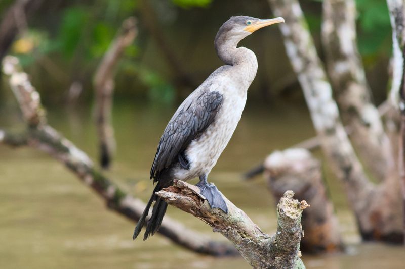 Neotropic Cormorant (Female)