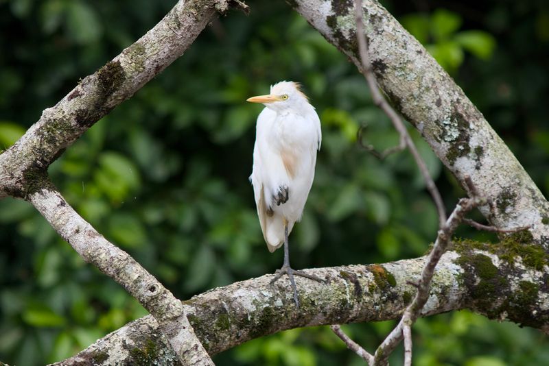 Western Cattle-Egret
