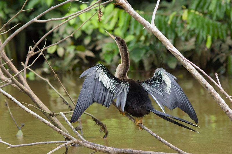 Anhinga (Female)