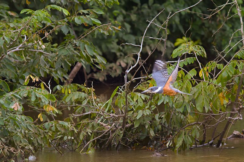 Ringed Kingfisher Streaking By
