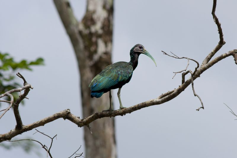 Green Ibis Surveilling