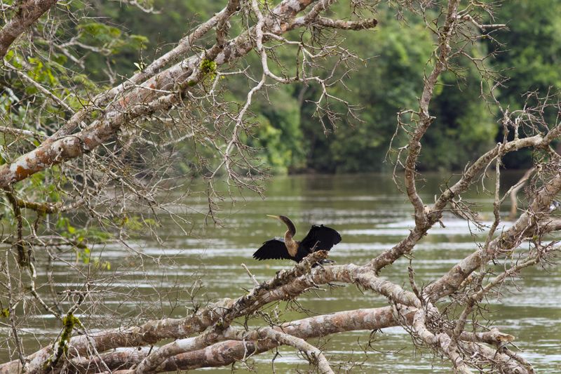 Anhinga on the Rio Frio