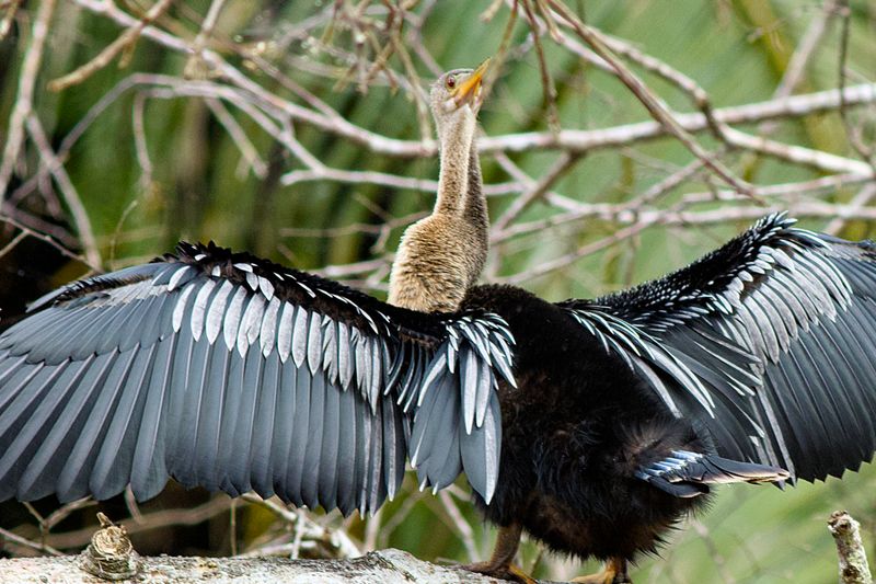 Anhingas Snake-like Neck Allows for 360-degree Observation!