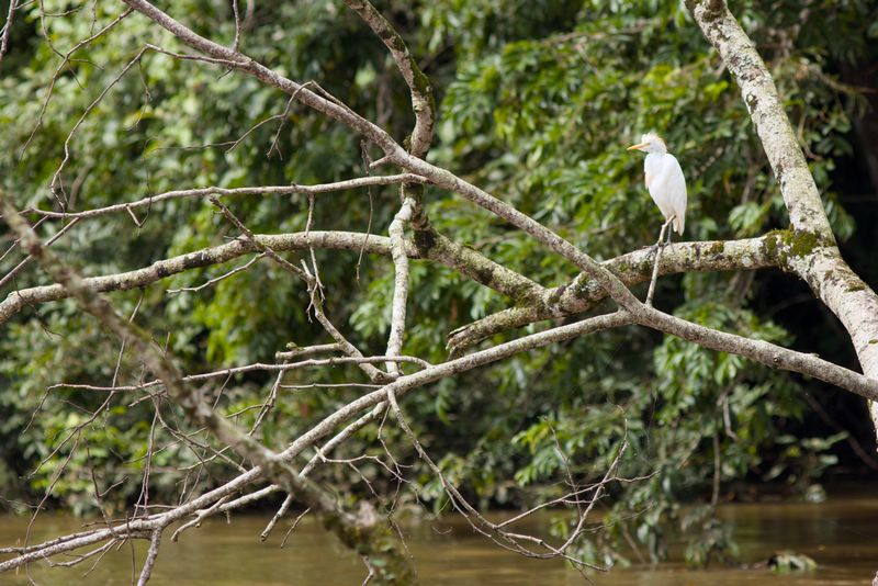 Western-Cattle Egret