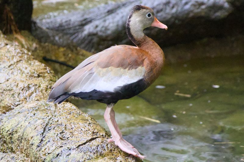 Black-bellied Whistling-Duck