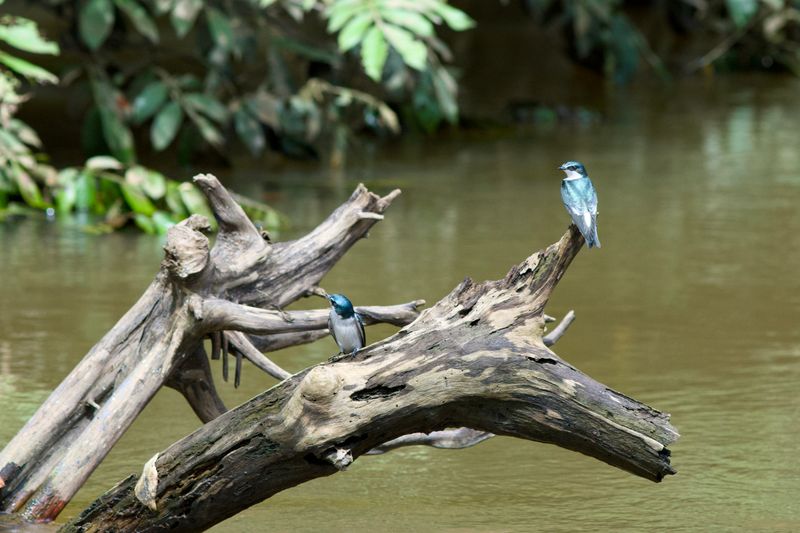 Mangrove Swallows 