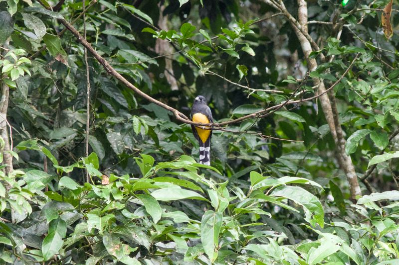 Black-headed Trogon