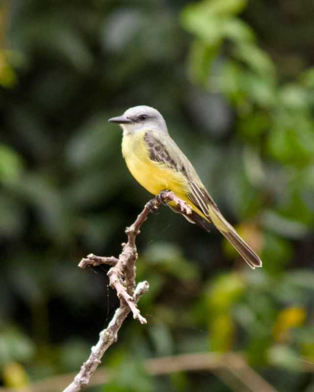 Tropical Kingbird 