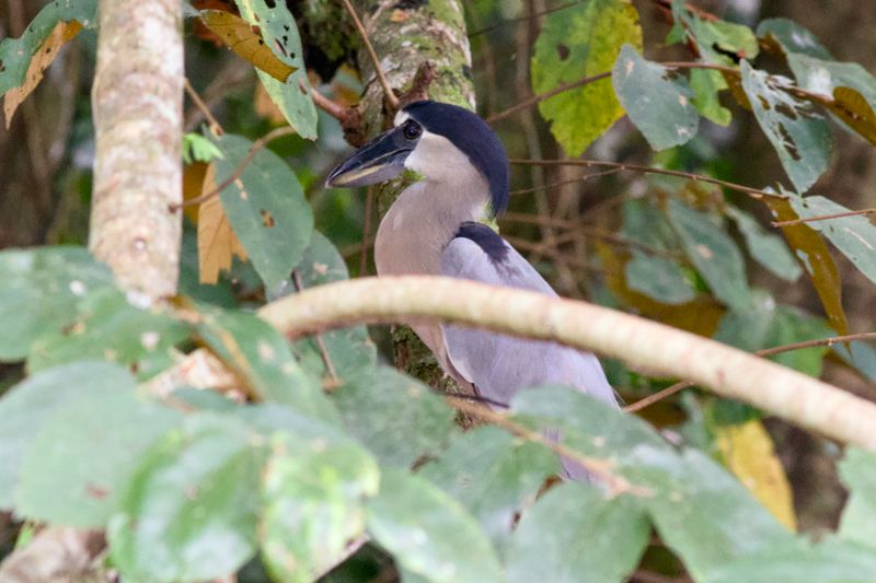 Boat-billed Heron Playing Hide-and-Seek