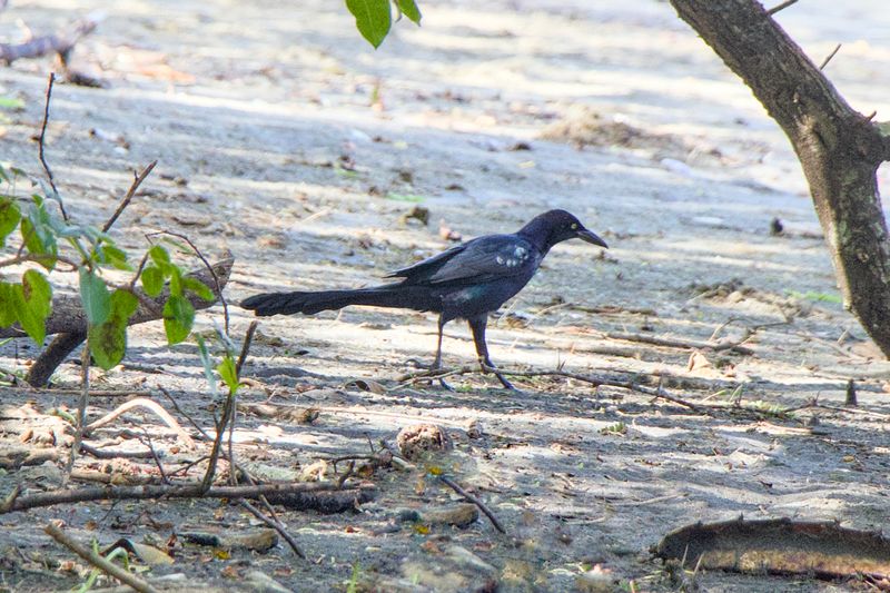 Great-tailed Grackle