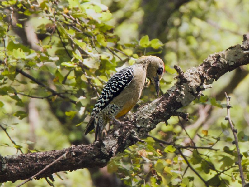 Hoffmans Woodpecker 