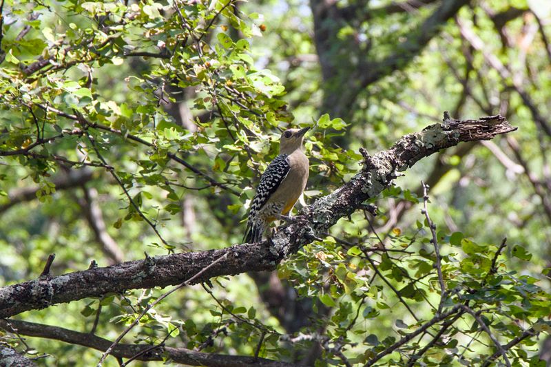 Hoffmans Woodpecker