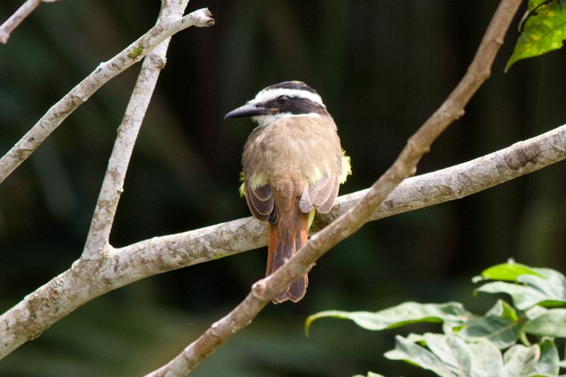 Great Kiskadee - Sizing Up Lunch