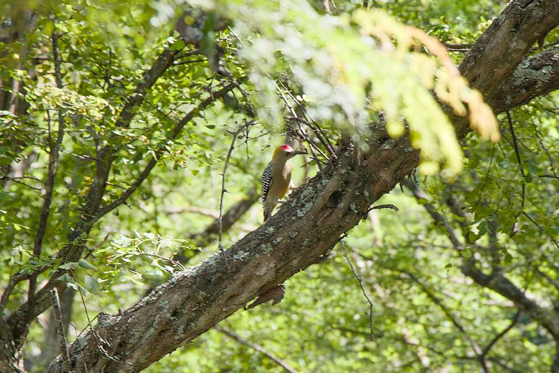 Hoffamans Woodpecker