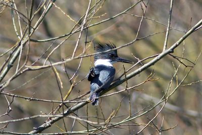 Belted Kingfisher