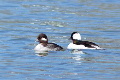 Bufflehead Ducks (Female and Male)