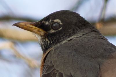 Eye of the Robin - Up Close and Personal