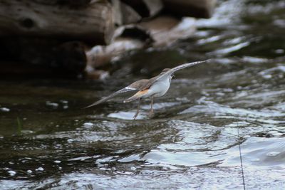 Killdeer in Flight