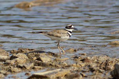Killdeer