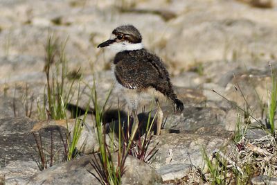 Killdeer Chick