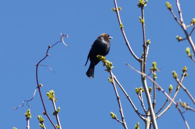 Lazy Brown-headed Cowbird (Male)