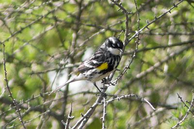 Poser😉 - Yellow-rumped Warbler