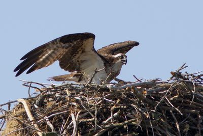 Female Osprey Guarding Its Nest