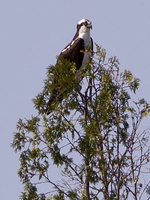 Male Osprey On Watch