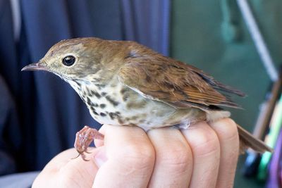Banding a Hermit Thrush