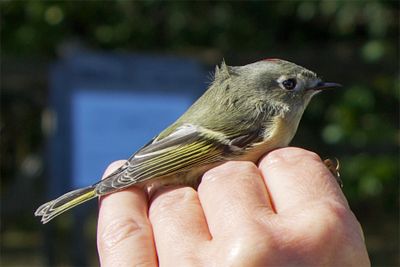 Banding a Ruby Crowned  Kinglet