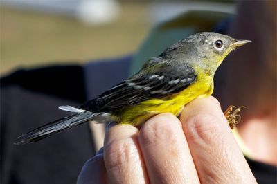 Banding a Magnolia Warbler