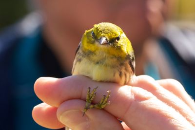 Banding a Black-throated Green Warbler