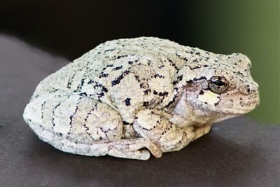 Grey Tree Frog