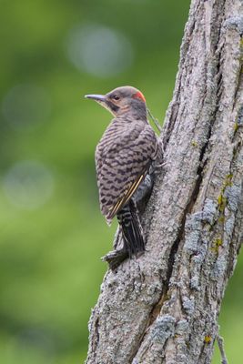 Northern Flicker
