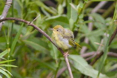 Juvenile (Immature) Yellow Warbler