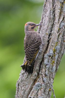 Northern Flicker