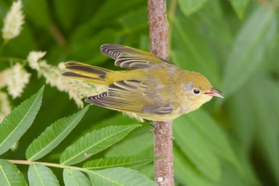 Juvenile Yellow Warbler