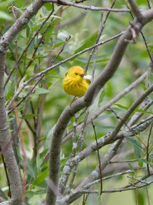 Adult Yellow Warbler (Male)