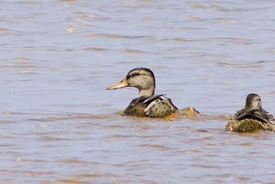American Black Duck