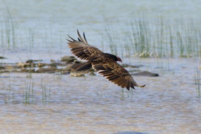 Turkey Vulture 