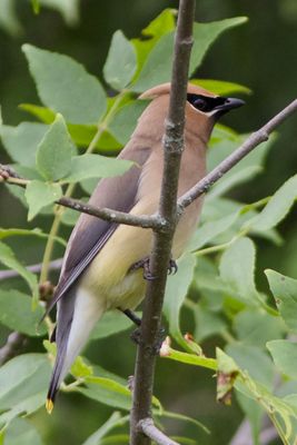 Cedar Waxwing