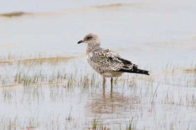 Juvenile Ring-billed Gull