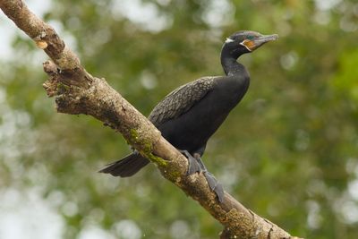 Neotropic Cormorant (Male)
