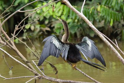 Anhinga (Female)