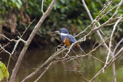 Ringed Kingfisher